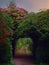 Tunnel from bushes and flowers at sunset