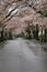 Tunnel of cherry blossoms in Izu highland, Shizuoka rainy