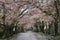 Tunnel of cherry blossoms in Izu highland, Shizuoka rainy