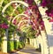 A Tunnel of Flowers.