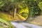 Tunnel of Foliage in unpaved rural road