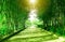 Tunnel green bamboo forest and walk way in the public park