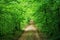 Tunnel of green, leafy maple and beech trees lining a dirt road.