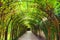 Tunnel of green plants