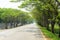 Tunnel green trees on either side of the road