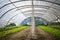 Tunnel greenhouse with plastic cover growing herbs