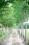 Tunnel-like Avenue of Linden Trees, Tree Lined Footpath through Park. Walkway Lane Path With Green Trees in Forest. Forest road la