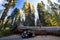 Tunnel Log in Sequoia National Park