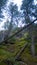 Tunnel mountain banff side trail