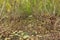 A tunnel of mulberry trees with a carpet of fallen leaves