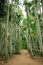 Tunnel palms in Palm garden, Thailand