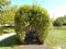 Tunnel and path in manicured trees