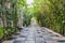 Tunnel pathway covered with green leaves