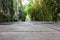 Tunnel pathway covered with green leaves