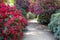 Tunnel of pink colour rhododendron flowers, photographed in spring at Temple Gardens, Langley Park near Slough, west London UK.