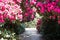 Tunnel of pink colour rhododendron flowers, photographed in spring at Temple Gardens, Langley Park near Slough, west London UK.