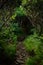 Tunnel of Rhododendron Bushes Over Appalachian Trail