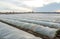 Tunnel rows of a potato plantation covered with a plastic film membrane. Protecting from frost and wind. Create a greenhouse