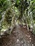 Tunnel-shaped beech hedge in estate Mariendaal.