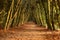 Tunnel shaped beech hedge estate Mariendaal, Oosterbeek