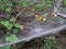 TUNNEL SPIDER WEB ATTACHED TO VEGETATION