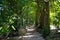 Tunnel of the trees