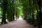 The tunnel of the trees