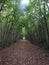 The tunnel trees