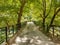 Tunnel of trees in Aristi village river Voidomatis greece in summer