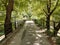 Tunnel of trees in Aristi village river Voidomatis greece in summer