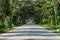 Tunnel trees with asphalt road