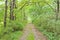 Tunnel from trees and with forest path, Czech landscape