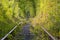 Tunnel of trees hides the old railway line. A group of tourists are walking in the distance.