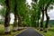 Tunnel of trees in typical road in Alentejo