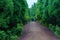 Tunnel of trees in typical road in azores This road is considered the most beautiful in Portugal. The ash trees are centenary tree