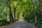 Tunnel of trees in typical road in azores This road is considered the most beautiful in Portugal. The ash trees are centenary tree