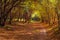 A tunnel under yellow autumnal trees