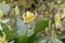 Tuolumne Dog Tooth Violet Erythronium tuolumnense, yellow flower