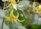 Tuolumne Dog Tooth Violet Erythronium tuolumnense, yellow flowers