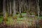 Tupelo Trees In South Carolina Low Country Swamp