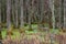 Tupelo Trees In South Carolina Low Country Swamp