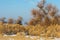 Turanga relict trees in the winter, the river or Kazakhstan. Kapchagai Bakanas,