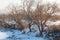 Turanga relict trees in the winter, the river or Kazakhstan. Kapchagai Bakanas,