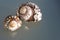 Turban Seashells