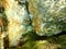 Turbinate monodont (Phorcus turbinatus), Mediterranean limpet (Patella caerulea)
