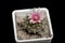 Turbinicarpus cactus with a purple and white flower in a white square plastic pot