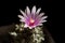 Turbinicarpus cactus with a purple and white flower in a white square plastic pot