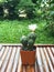 Turbinicarpus lophophoroides, beautiful green cactus with white