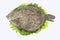 Turbot ( fish )