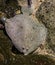 Turbot laying next to some other turbots, popular flatfish, Near threatened animal specie